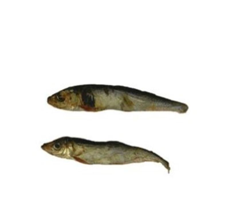 Treat Time Brisling 150g